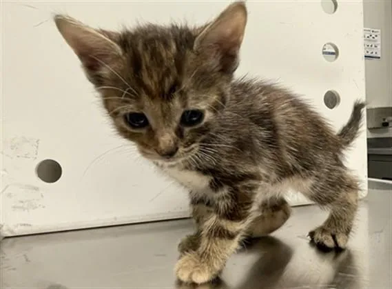 A baby small-sized female Domestic Short Hair cat named Cricket for adoption in Ontario, CA