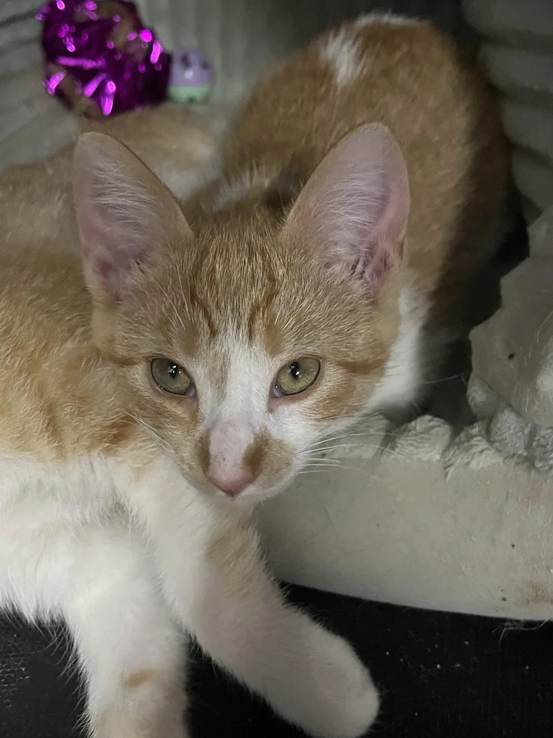 A young medium-sized female Orange & White Domestic Short Hair cat named Harriet for adoption in Zimmerman, MN
