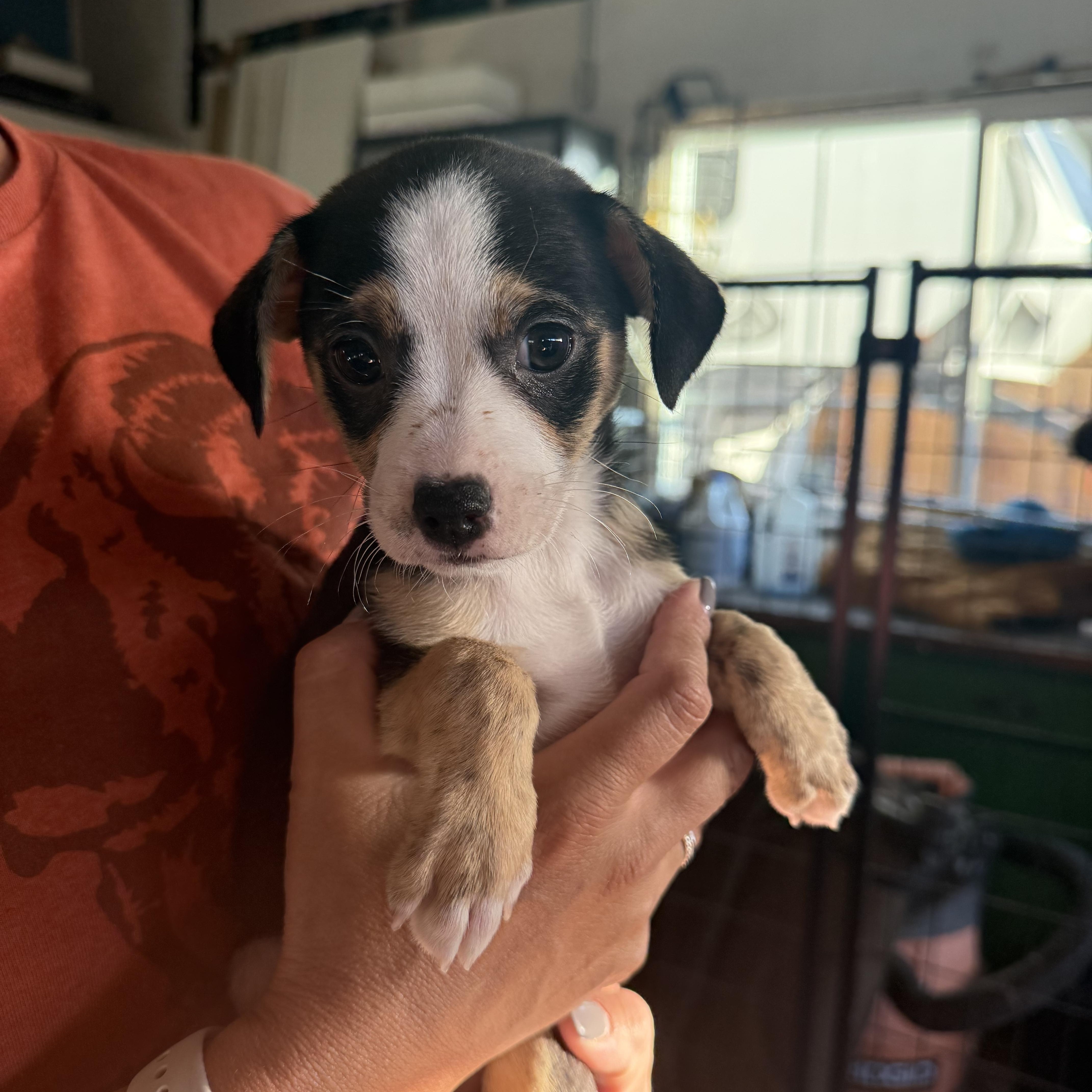 A baby medium-sized female Tricolor (Brown, Black, & White) Pit Bull Terrier dog named Aretha for adoption in Brentwood, CA
