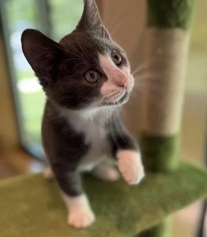 A young small-sized male Gray & White Domestic Short Hair cat named Colby Jack for adoption in Midland, VA