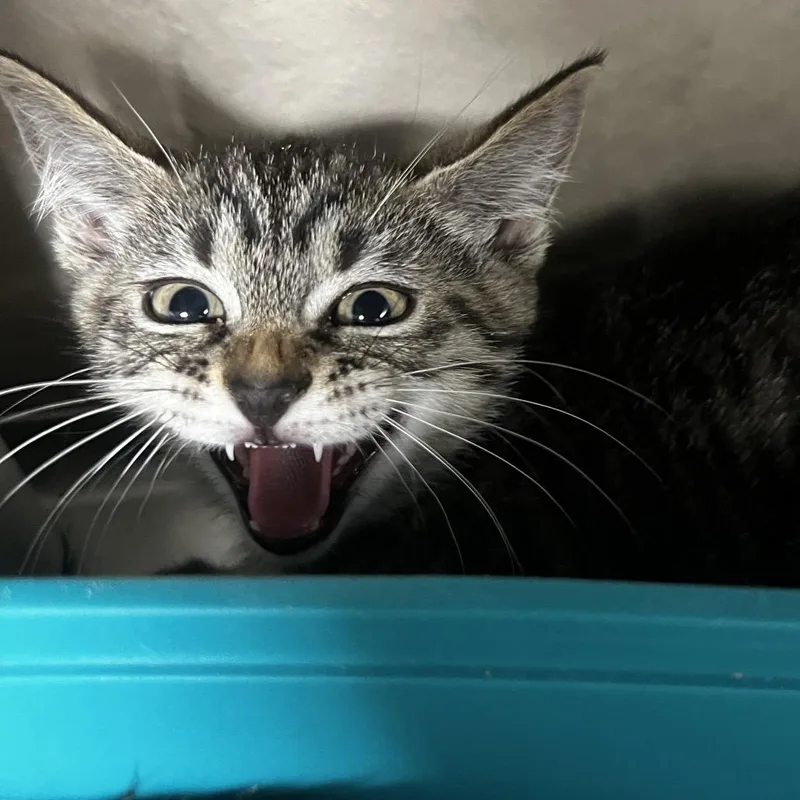 A baby small-sized female Domestic Short Hair cat named Harla for adoption in Birmingham, AL