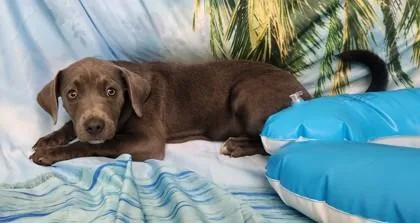 A baby medium-sized male Mixed Breed dog named Nestle for adoption in Elmira, NY