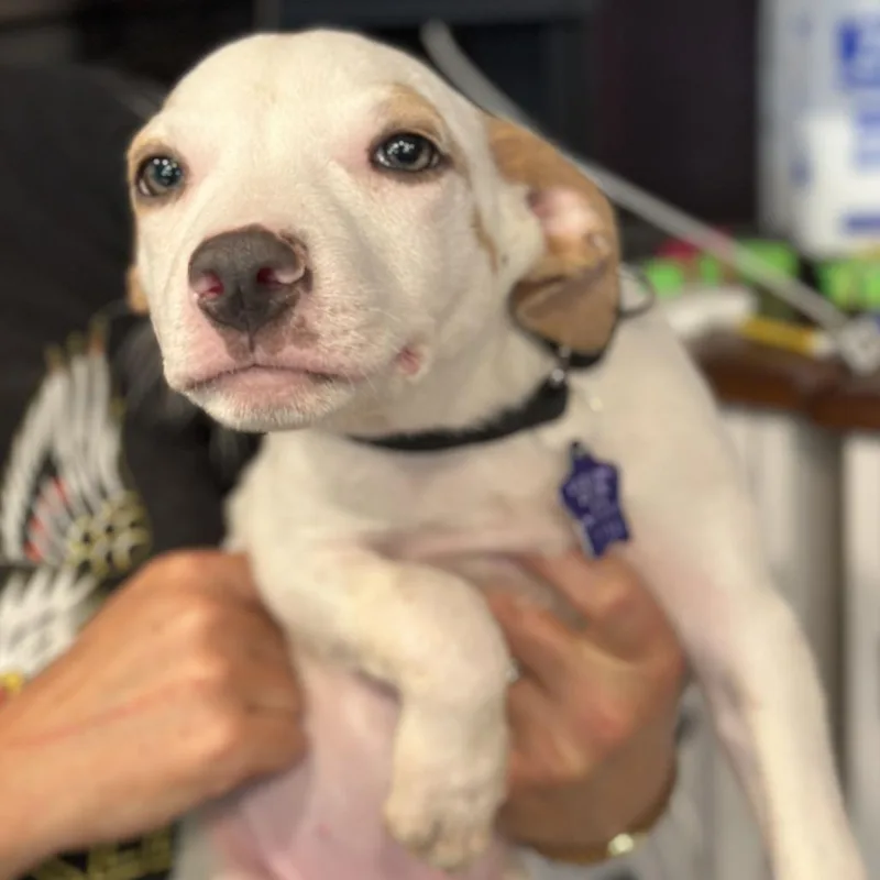 A baby medium-sized male Mixed Breed dog named Snickers for adoption in San Francisco, CA