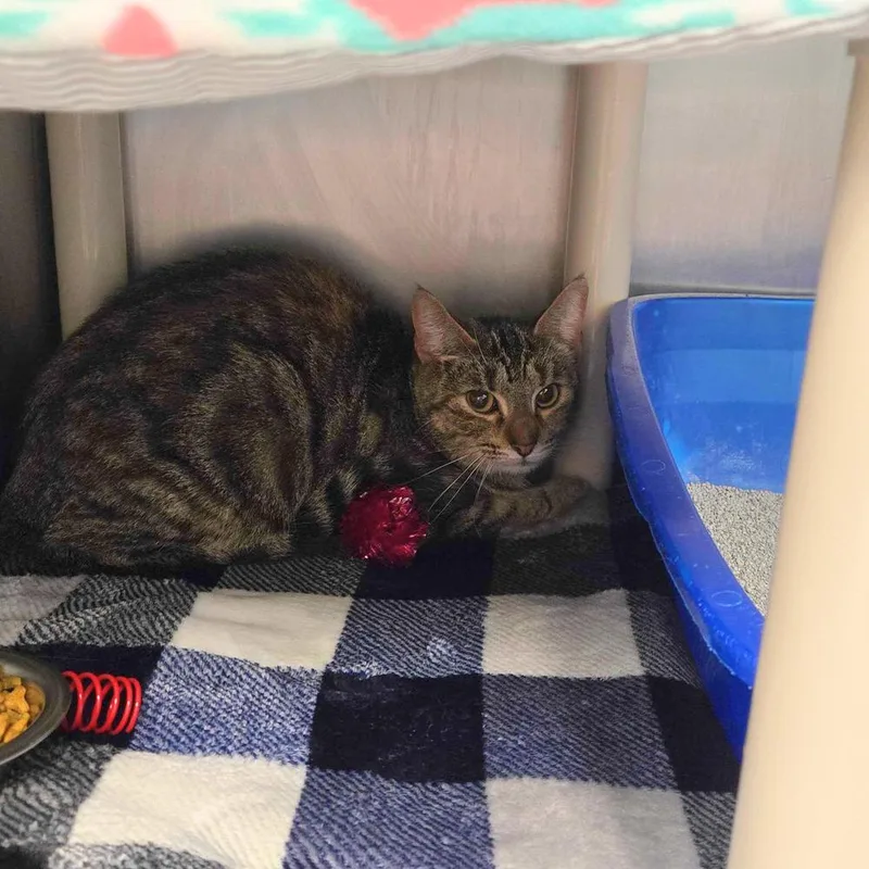 Lady Whistledown thumbnail 2