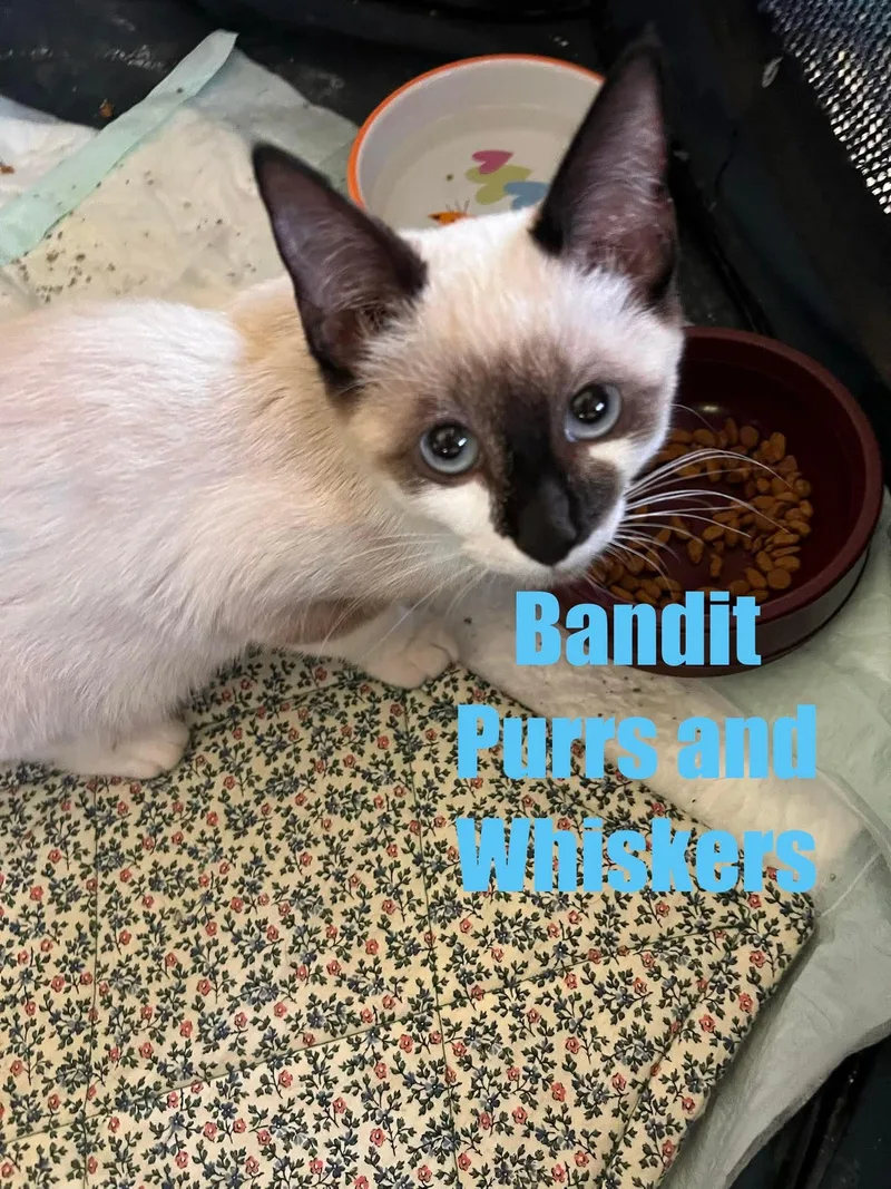 A baby medium-sized male Seal Point Domestic Short Hair cat named Bandit for adoption in New Hartford, NY