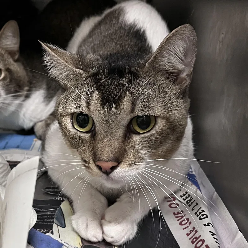 A young large-sized male Domestic Short Hair cat named E for adoption in Los Angeles, CA