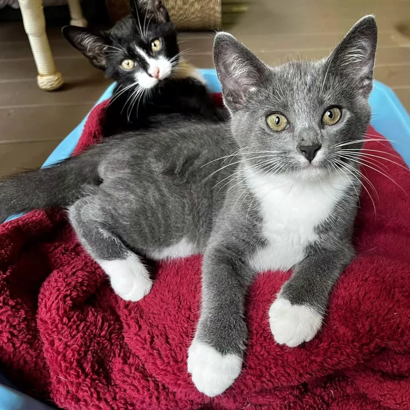 A baby small-sized male Gray / Blue / Silver Domestic Short Hair cat named Jumbo for adoption in Brownsboro, AL