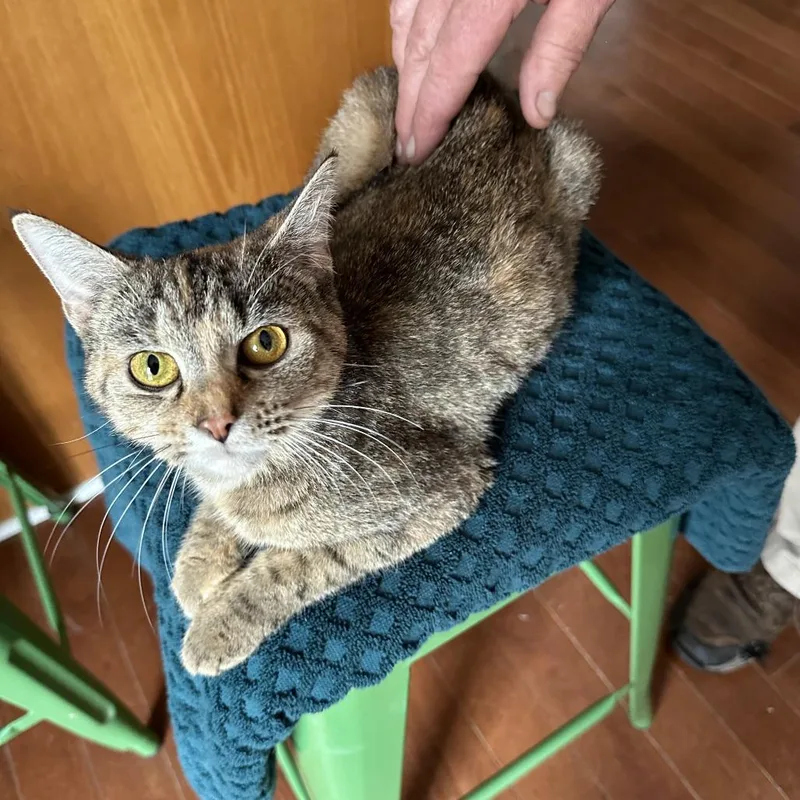 An adult medium-sized female Torbie Domestic Short Hair cat named Maple for adoption in La Grange, KY