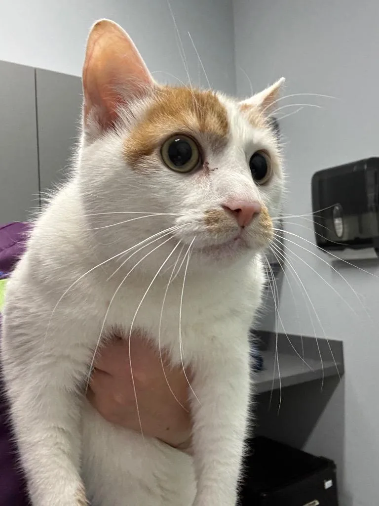 An adult medium-sized male Domestic Short Hair cat named Bubby for adoption in Bloomington, IN
