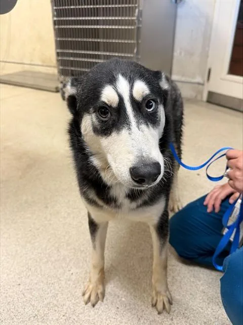 A young medium-sized male Siberian Husky dog named Neo for adoption in Riverside, CA