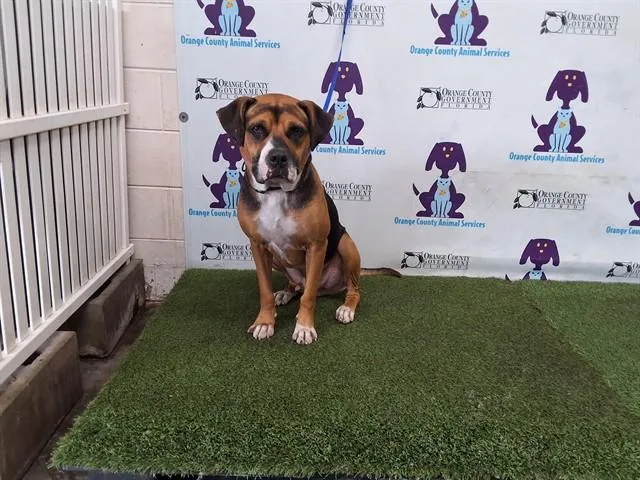 An adult medium-sized male Foxhound dog named Kai for adoption in Orlando, FL