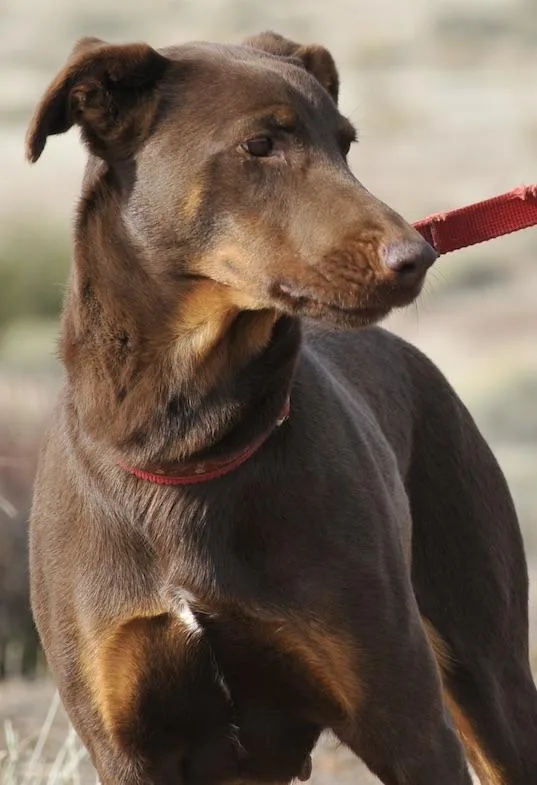 An adult medium-sized female Doberman Pinscher dog named Lola for adoption in Tehachapi, CA