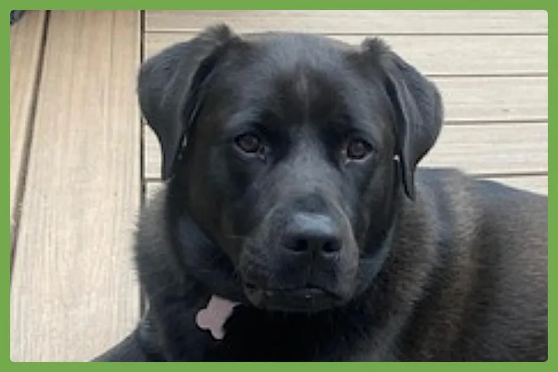 Lucy thumbnail 5