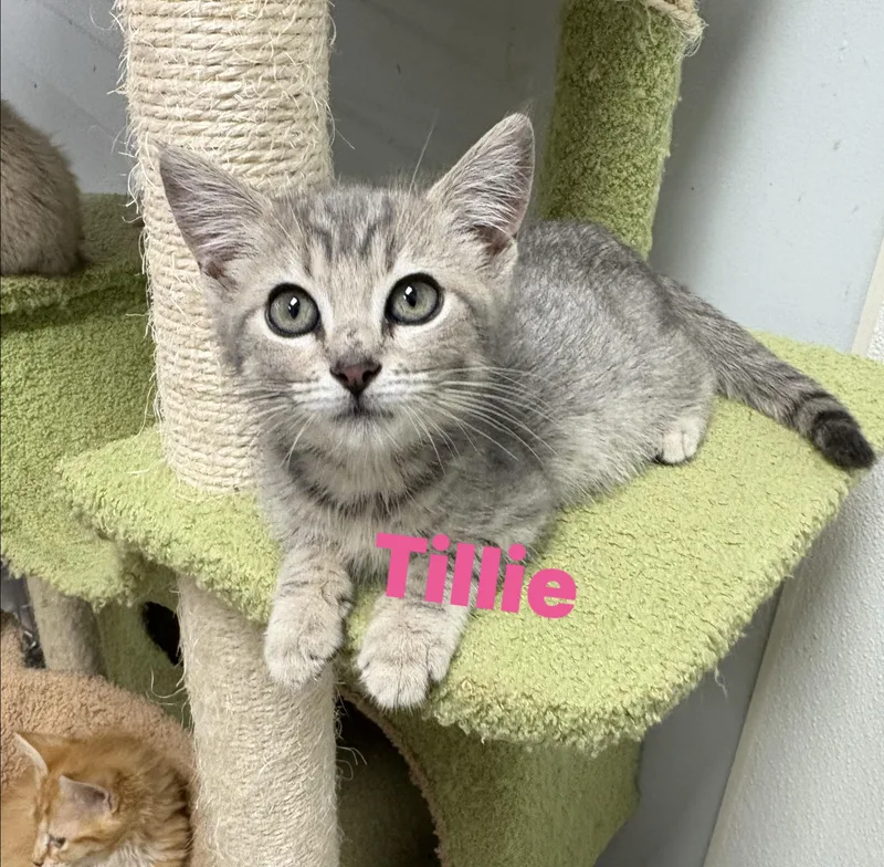 A baby small-sized female Domestic Short Hair cat named Tillie for adoption in North Arlington, NJ