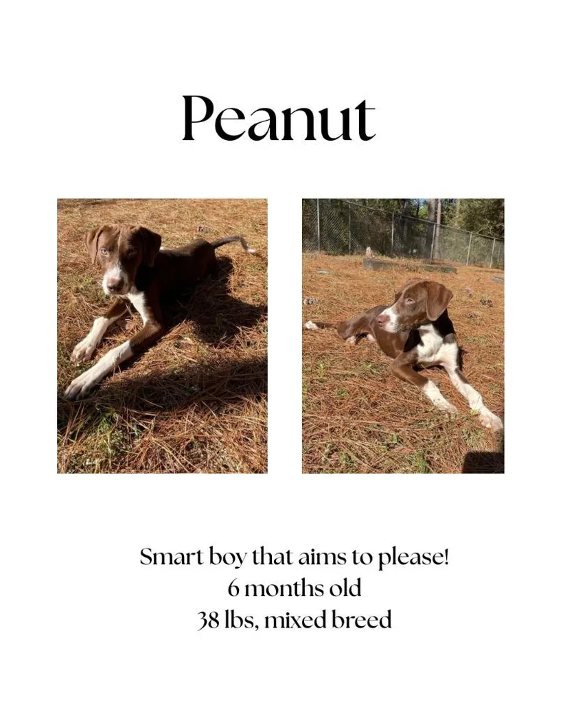 Peanut thumbnail 5