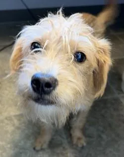 A young small-sized female Apricot / Beige Terrier dog named Poppy for adoption in Murphy, TX