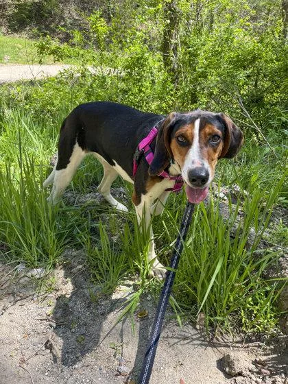 Summer Peach thumbnail 2