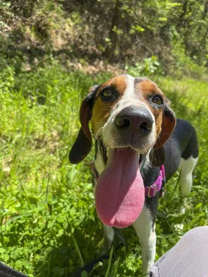 Summer Peach thumbnail 3