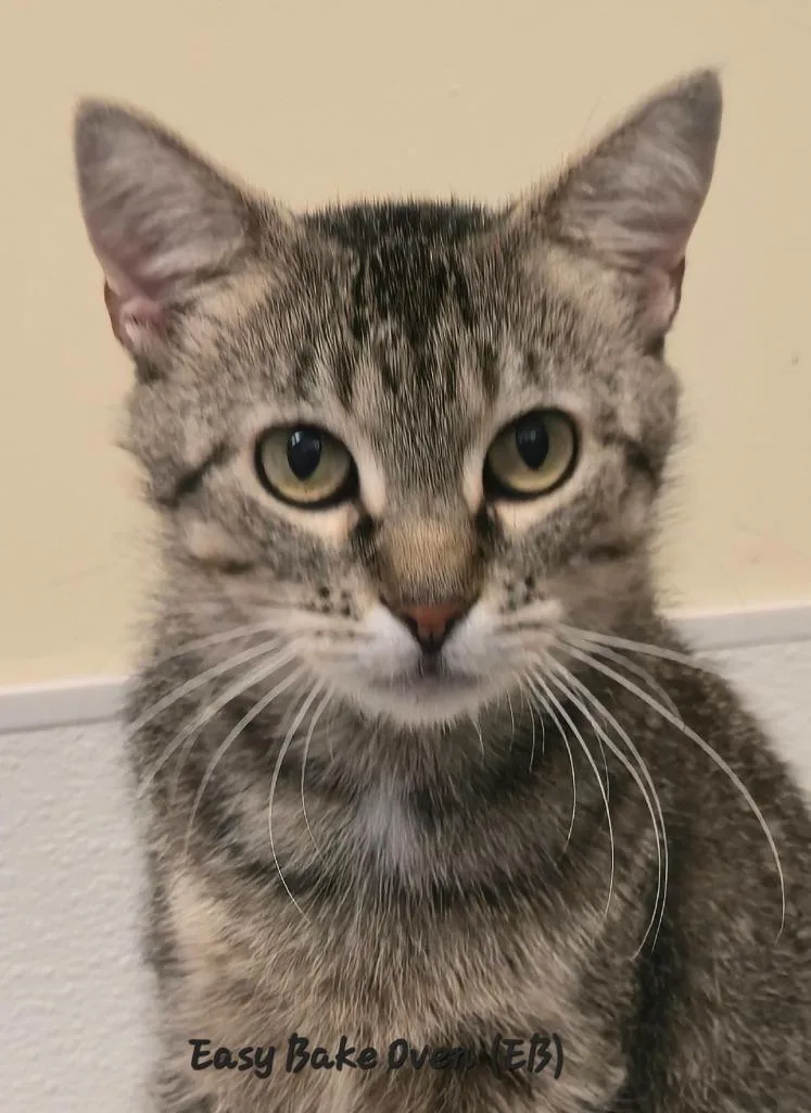 An adult medium-sized female Domestic Short Hair cat named Easy Bake for adoption in Cedar Rapids, IA