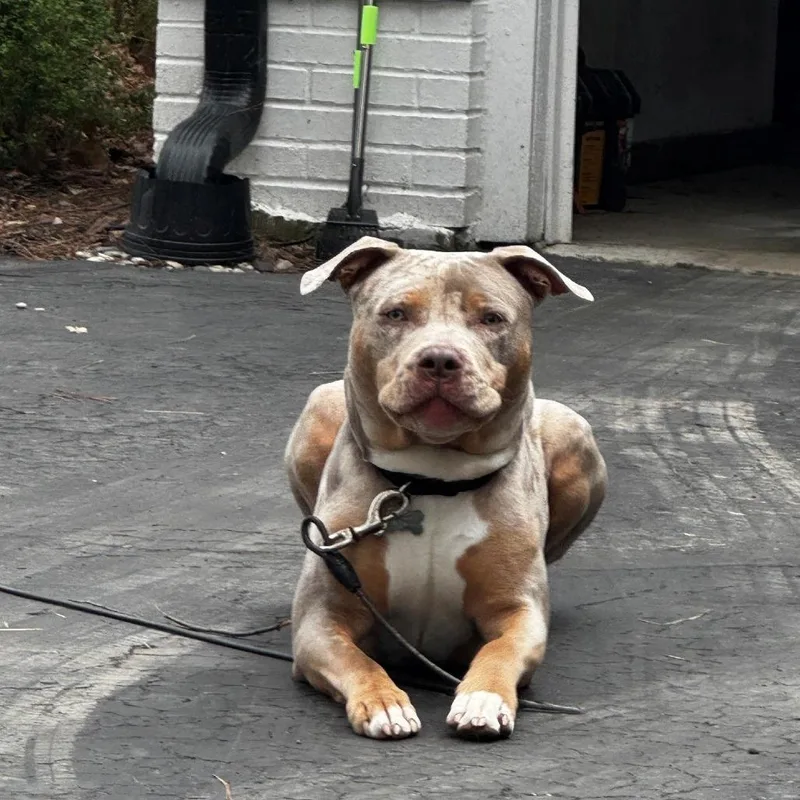 Koda