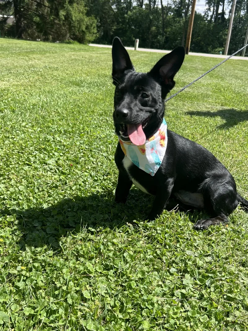 A young small-sized female Black Mixed Breed dog named Dixie for adoption in Upper Sandusky, OH