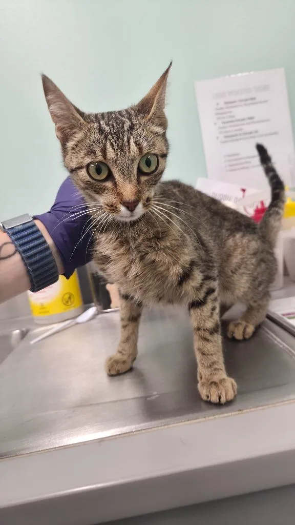 A young medium-sized female Domestic Short Hair cat named Moana for adoption in Athens, TN