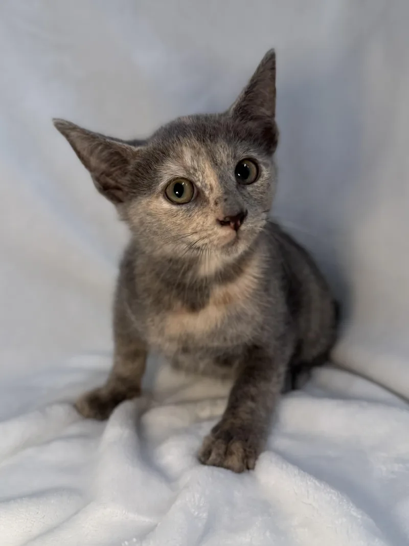 A baby medium-sized female Dilute Tortoiseshell Domestic Short Hair cat named Miriam for adoption in Greensboro, NC