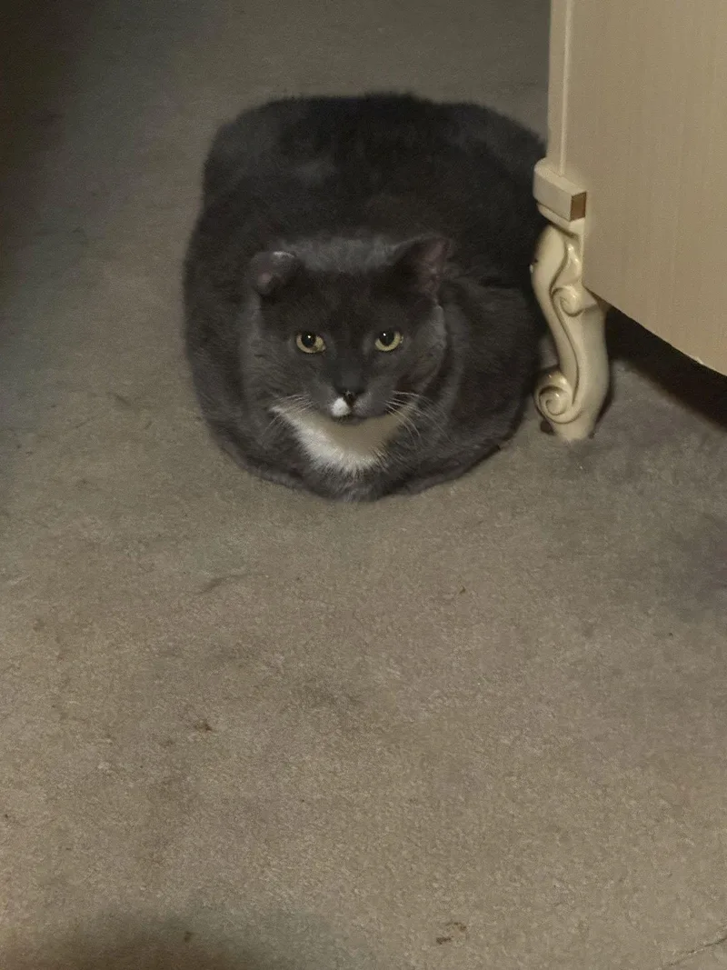 Elvis Purrsley thumbnail 2