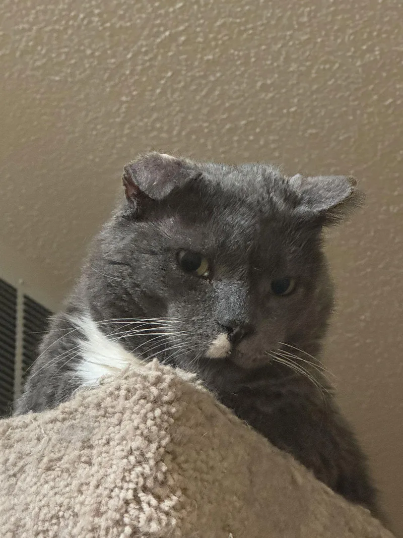 Elvis Purrsley thumbnail 3