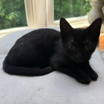 A baby small-sized male Domestic Short Hair cat named Carlos for adoption in Cumming, GA