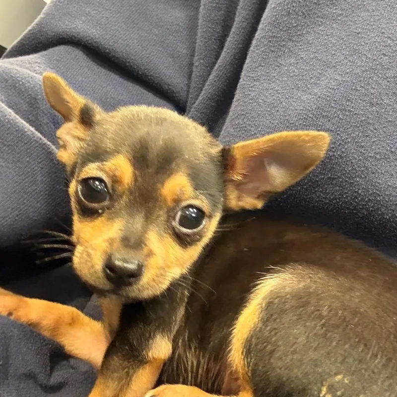 A young small-sized male Chihuahua dog named LVHStray for adoption in Allentown, PA