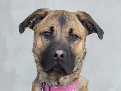 A young medium-sized male Mixed Breed dog named Kobe for adoption in Longmont, CO