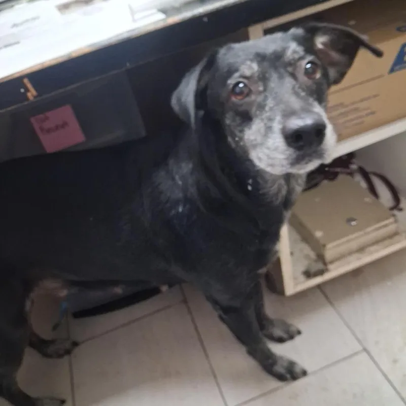 A senior medium-sized female Black Mixed Breed dog named Marley for adoption in Lufkin, TX