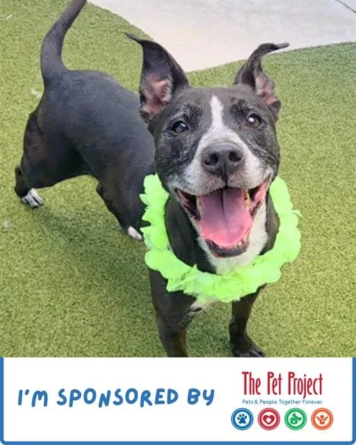 An adult medium-sized female American Staffordshire Terrier dog named Tesla for adoption in Fort Lauderdale, FL
