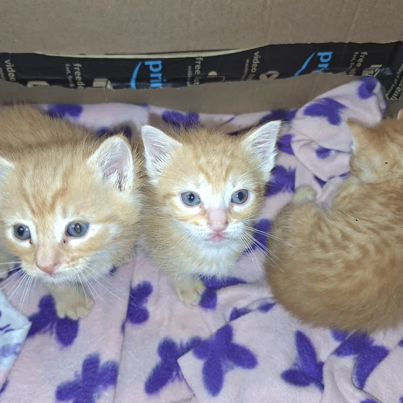 A baby small-sized male Domestic Short Hair cat named Doc Brown for adoption in Cumming, GA