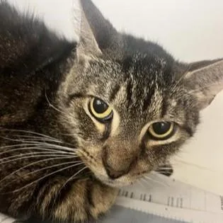 An adult medium-sized male Tabby (Brown / Chocolate) Domestic Short Hair cat named Ace for adoption in Phoenixville, PA