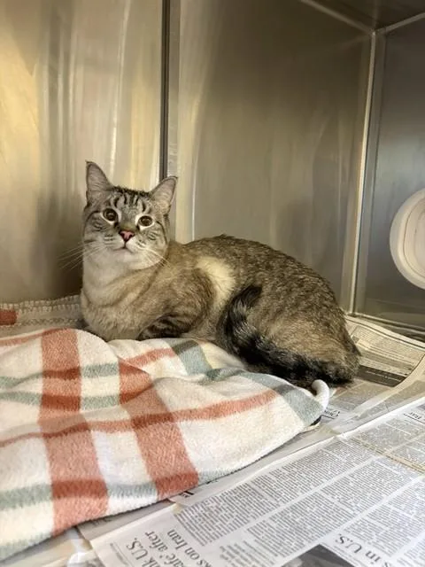 An adult medium-sized male Domestic Short Hair cat named Sake for adoption in Castaic, CA