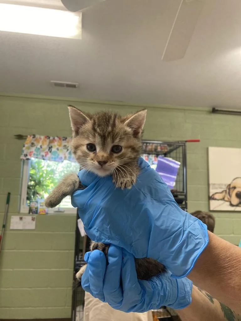 A baby medium-sized female Domestic Short Hair cat named Spark Plug for adoption in Burnsville, NC