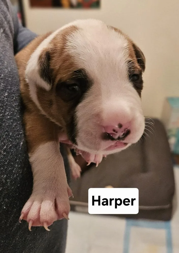 Harper