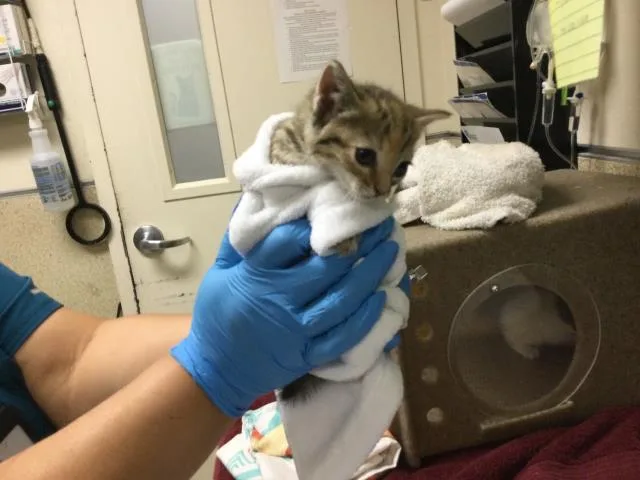 A baby small-sized female Domestic Short Hair cat named Elsa for adoption in Riverside, CA