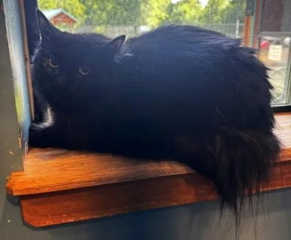 An adult medium-sized female Black Domestic Long Hair cat named Grackle BONDED TO VULTURE for adoption in Stanwood, WA