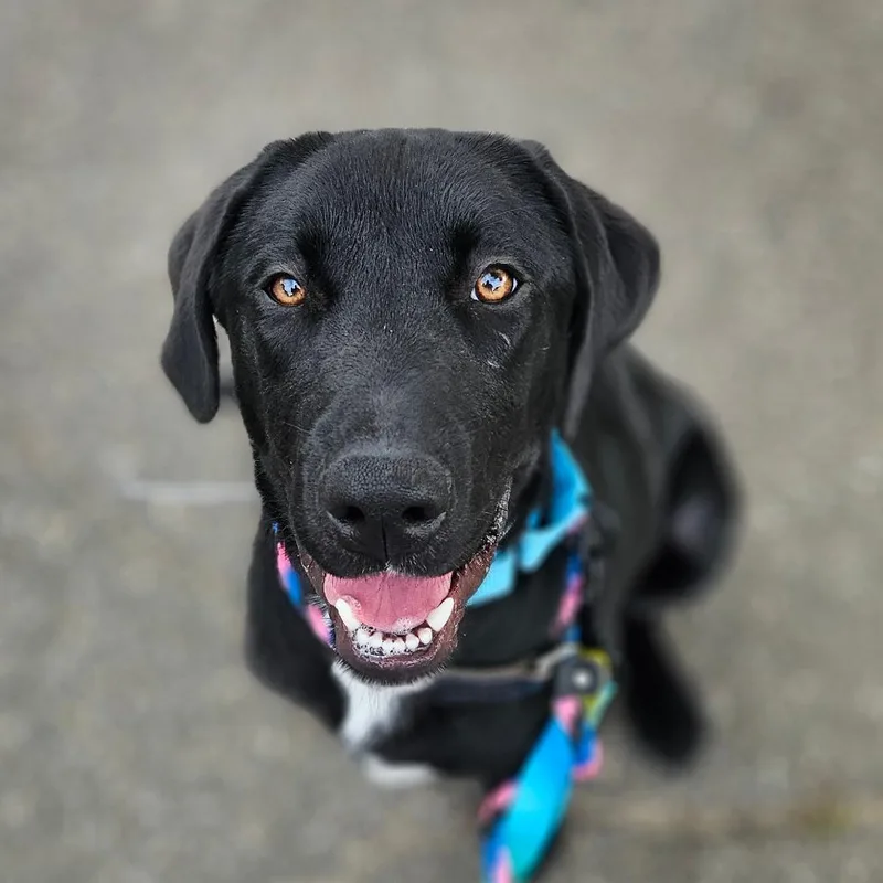 A young medium-sized male Black Mixed Breed dog named Rock for adoption in Westhampton, NY