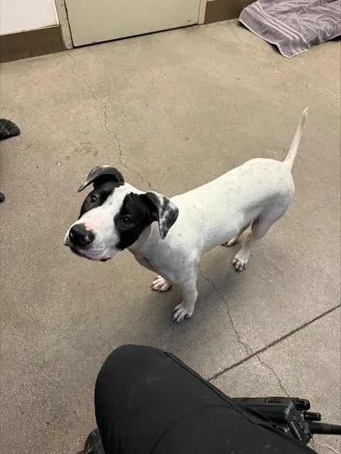 Archie