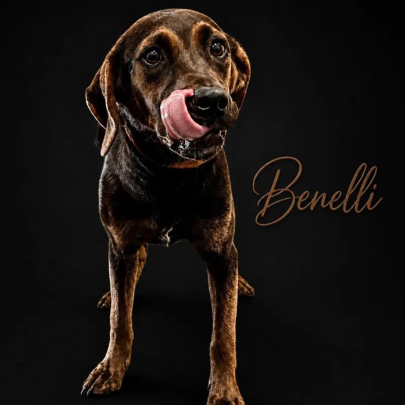 Benelli