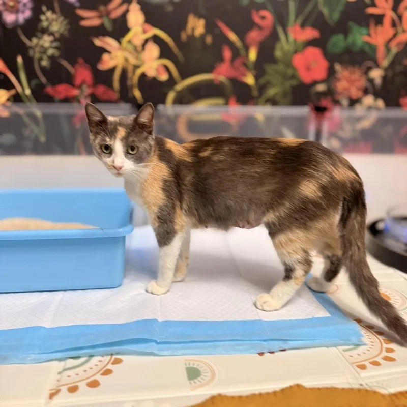 A young medium-sized female Calico Domestic Short Hair cat named Ma Baker for adoption in Charlotte, NC