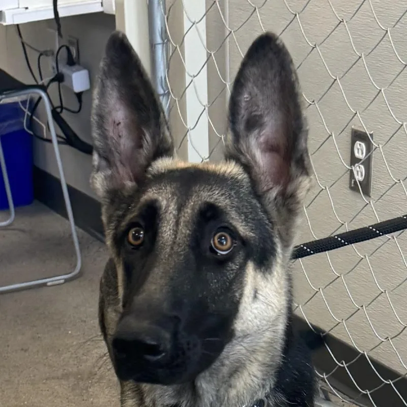 A young medium-sized female Black Mixed Breed dog named 110454 for adoption in Las Cruces, NM