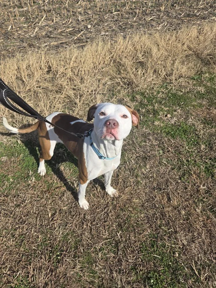 Odie Lee thumbnail 4