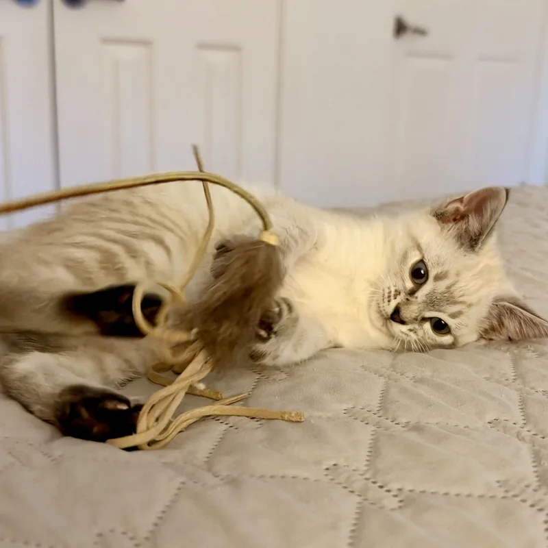 A baby medium-sized male Siamese cat named Gimlet for adoption in Memphis, TN