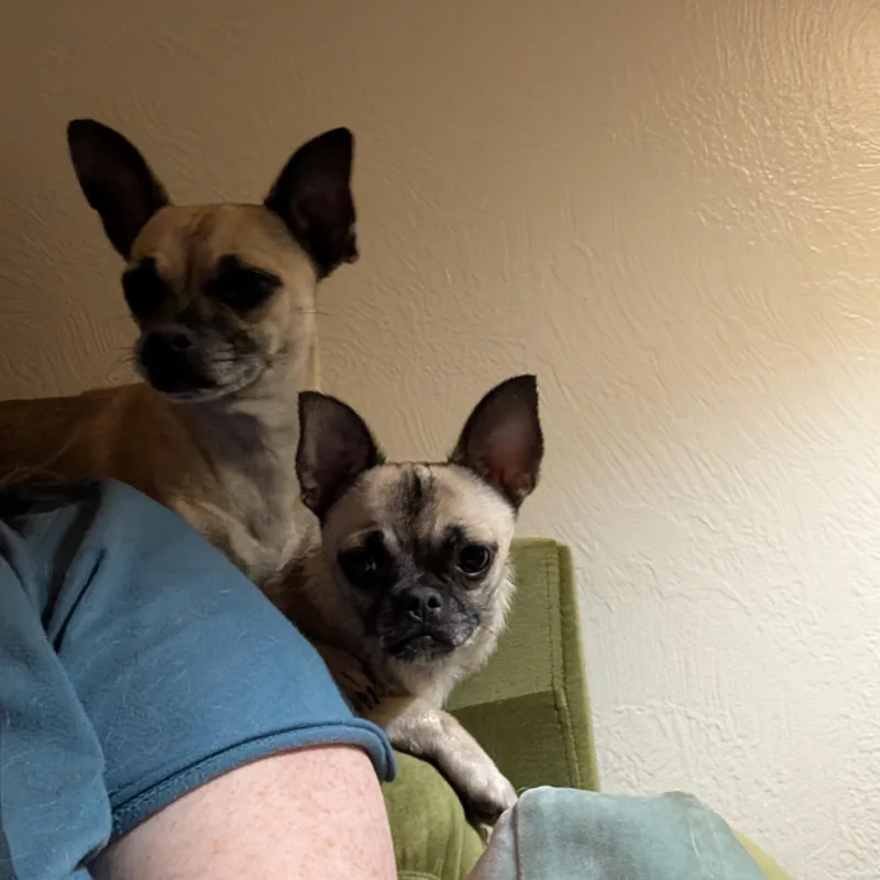 A young small-sized female Chihuahua dog named Fig for adoption in Petaluma, CA