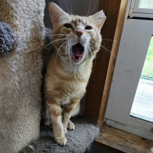 An adult medium-sized male Tabby (Orange / Red) Tabby cat named Nacho for adoption in Knoxville, TN